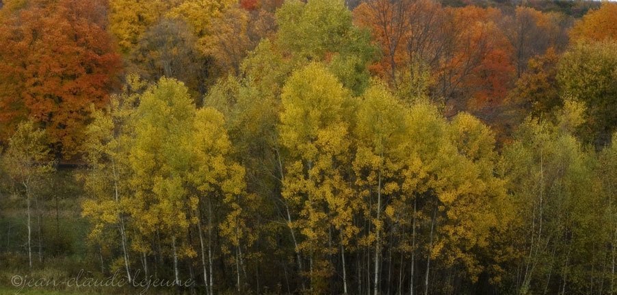 fall colors