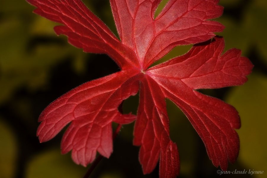 wild geranium leaf