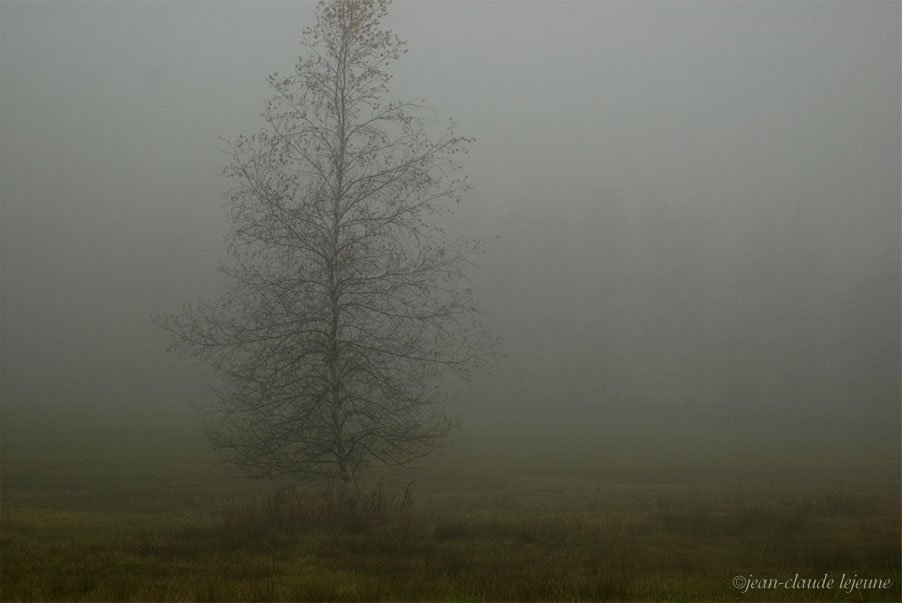 fog in the field