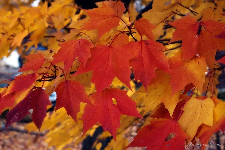 maple tree leaves