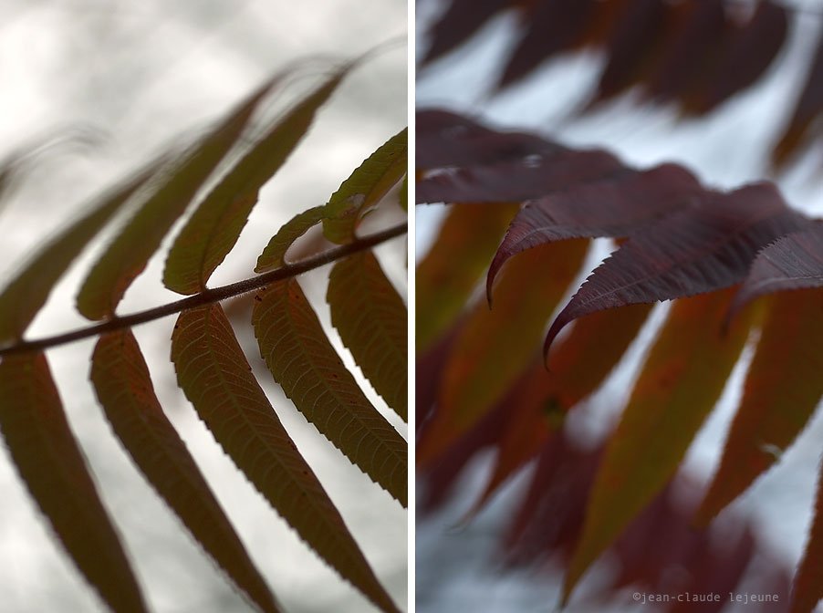 sumac leaves