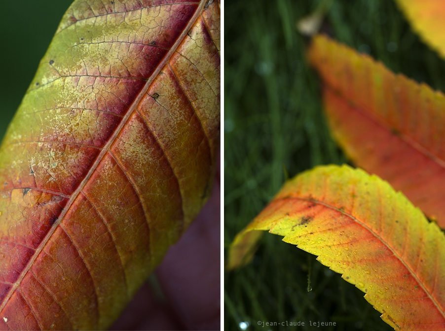 sumac leaves