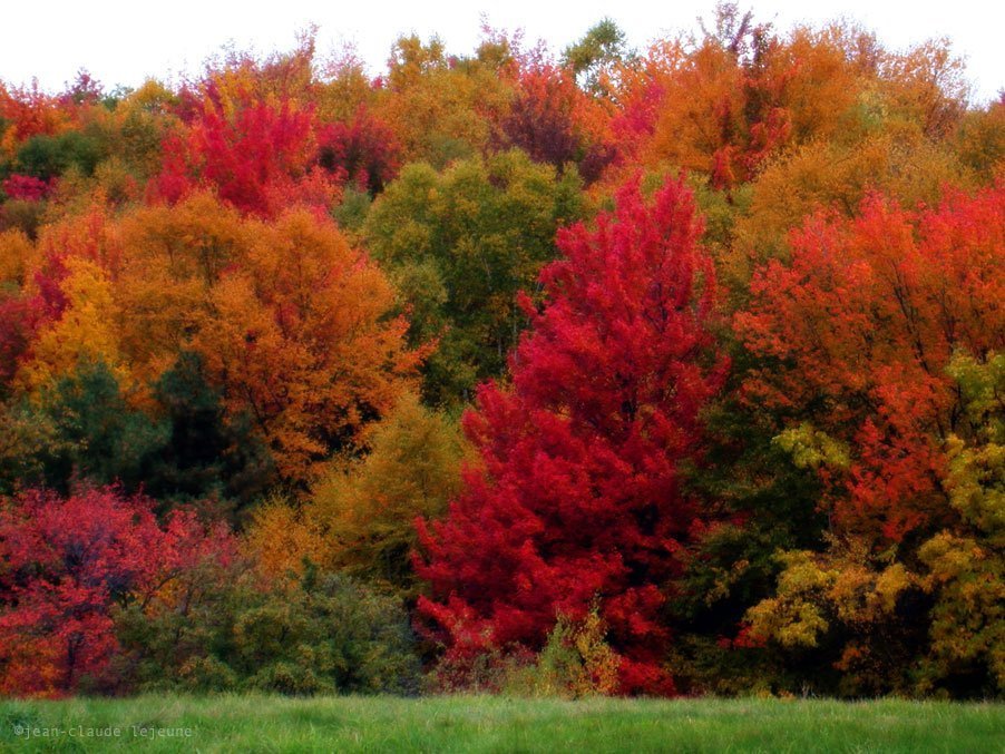 Huckle Hill Road: Autumn Flavors