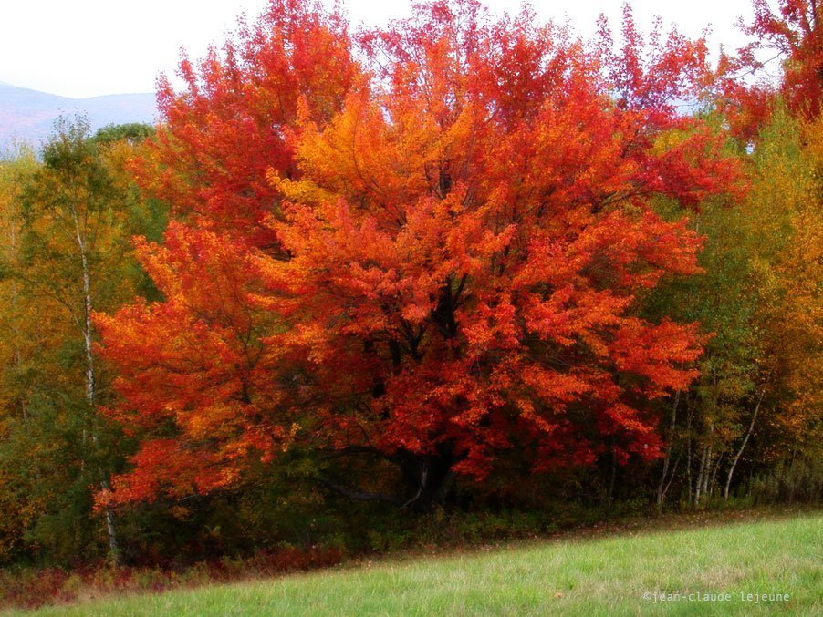 Huckle Hill Road: Autumn Flavors