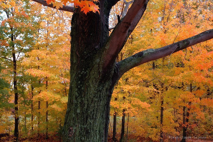 Huckle Hill Road: Autumn Flavors