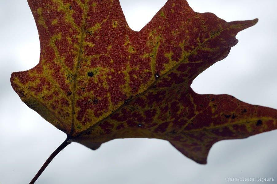 Huckle Hill Road: Autumn Flavors