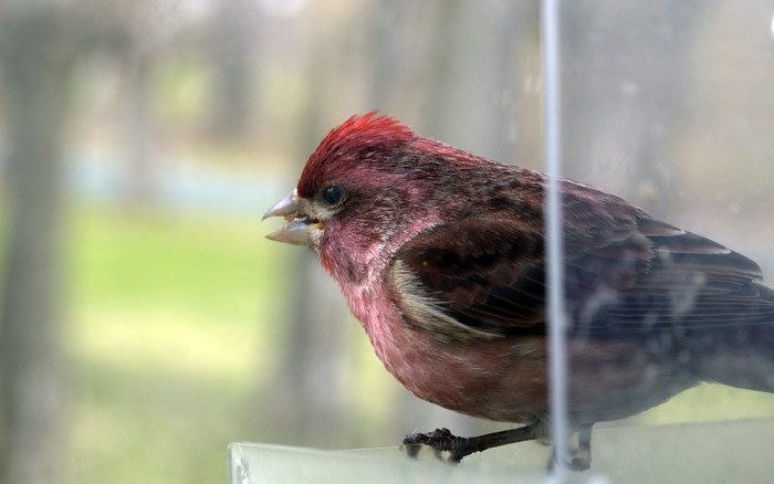 purple finch