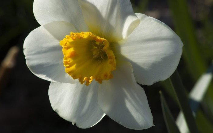 Narcissus