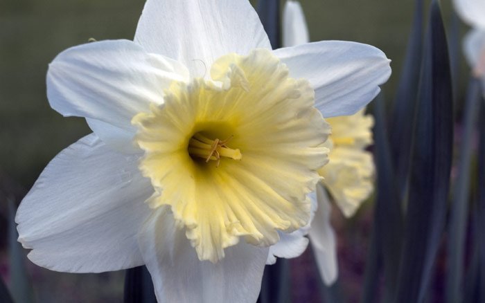 daffodils