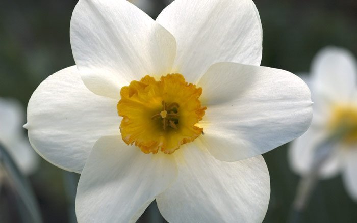 Narcissus