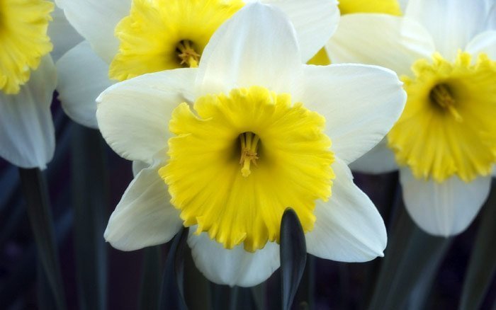 daffodils