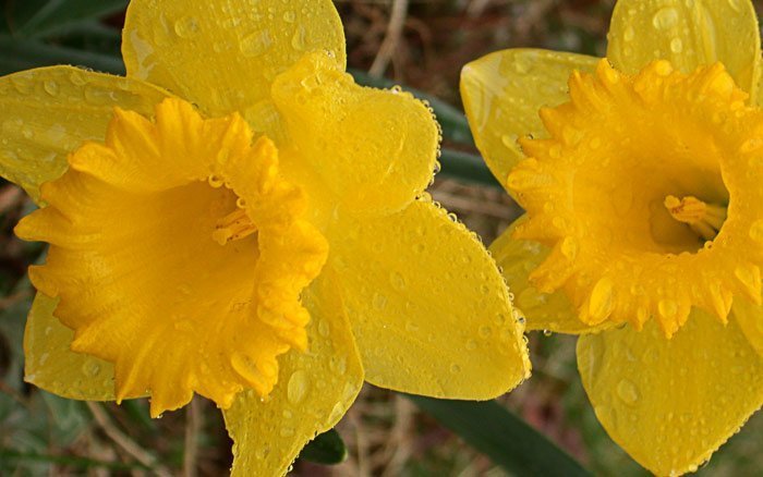 daffodils