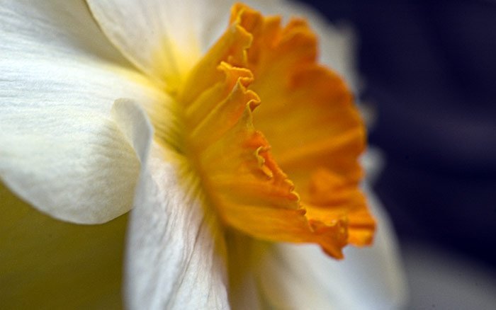 Narcissus