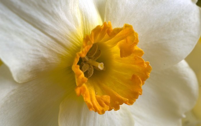 Narcissus