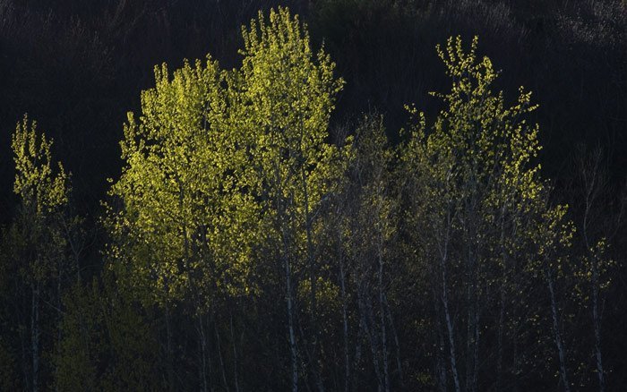 birch trees