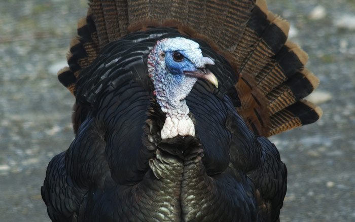 wild turkey